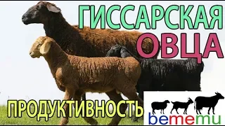 Гиссарская овца. Продуктивность. Особенности.