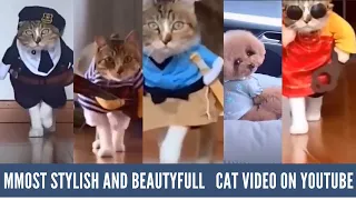 Meet Most Stylish Cats And Beautiful Cats in the world most cute Cat #CAT