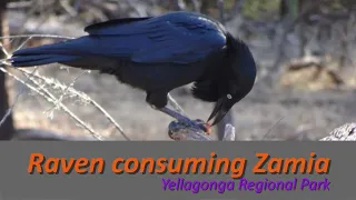 Raven consumes Zamia seed skin