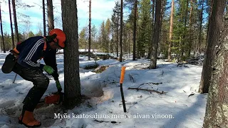 Nyt tulee todella paha virhe puun kaatamisessa. Ei äitien ja vaimojen katsottavaksi.