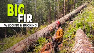 86. Falling & Bucking a Big Fir Tree | Heli-Logging