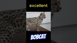 Meet the Bobcat: The Most Adorable and Ferocious Cat in North America #shorts