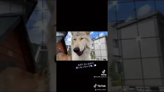 【過去動画】狼って危険！？
