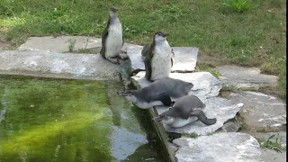 Pinguin Babys chillen