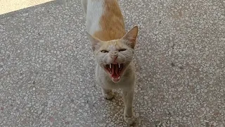 Protective Mother Cat Hissing And Giving Warning To Human To Stay Away From Her Cute Kitten