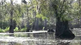 Louisiana Bayou-The Honey Island Swamp.mp4