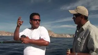Setting up for Live Baiting in Cabo San Lucas - Rigging pitch baits for marlin and tuna.