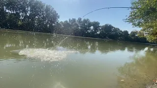 ЛОВЛЯ ДИКОГО САЗАНА В КОНЦЕ СЕНТЯБРЯ 🍃🎣 РЫБАЛКА НА РЕКЕ КУБАНЬ С ДВУМЯ НОЧЕВКАМИ