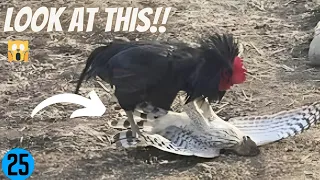 The rooster shows the eagle who RULES! 😱Amazing cockfight against hunters - Rooster Fights