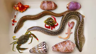 Catch eels and hermit crabs, snails, conch, puffer fish, crabs, nemo fish, octopus, clams
