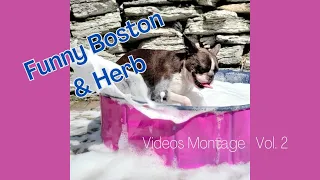 Best Funny Dog Videos - Boston Terriers Vol. 2