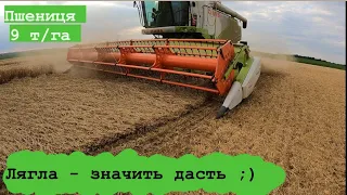 Жнива 2022. Збираєм полеглу пшеницю. #жнива #claas  #dsv