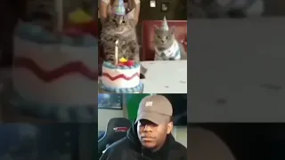 Cat Birthday party funny video 🤣🤣🤣