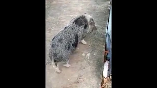 Dog meets Pig for the first time