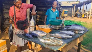 Amazing ! Fish Cutting Skills In Sri Lanka | Excellent Fish Cutter Man Sea Fish Cutting Fast Cutting