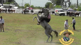 Broche De Oro Conscripto Bernardi #jaripeo #rodeo#Cowboy  # horse videos