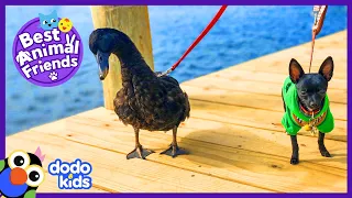 This Duck Thinks He's a Dog! | Animal Videos For Kids | Dodo Kids