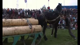 Варвара 2015г коне теглачи