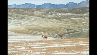 kiang of Ladakh in Hanley by Goamit Adventures