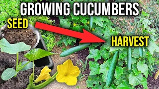 Growing Cucumbers from Seed to Harvest!