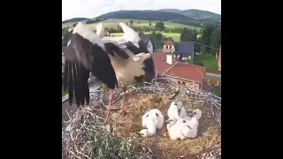 CIGUEÑA MATA A SU CRIA MAS DEBIL #cigueña #cria #polluelos #naturaleza