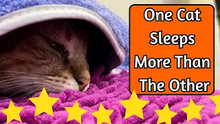 Why Do Some Cats Sleep More Than Others?