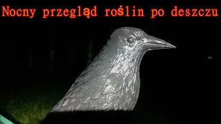 Nocny przegląd roślin po deszczu