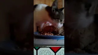 Смешной котя ест халву