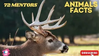 10 Incredible Hartebeest Fun Facts You Need To Know || Antelope species||African wildlife