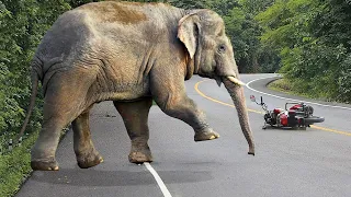 Shocking elephant attack on man in the road | Fun Made Elephant  movie