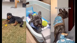 Funny French Bulldog | TikTok Compilation #10  - Cutest French Bulldog