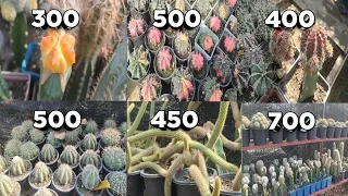 Cactus Plants Best varieties