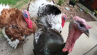 Pet Turkeys Beautiful Funny Friends @countrycritters