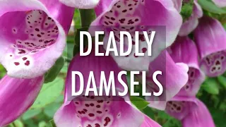 Poisonous Plants to Watch Out For