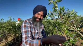 Blueberry 🫐 farm in BC Canada 🇨🇦 || ਡਾਲਰ ਤੋੜਨੇ ਸੌਖੇ ਨੀ 😄