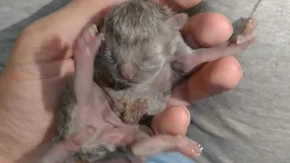 Mother Cat Not Feeding Milk To Her Newborn Kitten Adorable Kitten Seeking Help To Survive