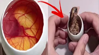Growing a chicken 🐣 in the open egg