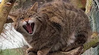 Scottish Wildcat - one of the rarest animals in the world