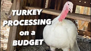 TURKEY PROCESSING/FARM to TABLE