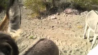 Oatman Donkey's Final Feeding Frenzy 2012