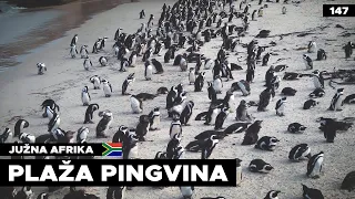 African Penguins at Boulders Beach Cape Town | South Africa