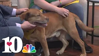 Meet the Pet of the Week: Shiloh