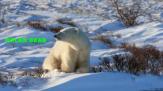 Polar Bear