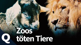 Darum werden im Zoo gefährdete Tiere getötet | Quarks