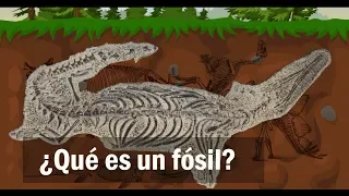 ¿Qué es un fósil?