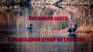 Весенняя охота с подсадной уткой на селезня