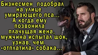 Он подобрал умирающего пса.А когда позвонила плачущая жена,он испытал шок,узнав, чем тот отплатил