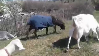 Как отучить козочку высасывать молоко на прогулке🐐