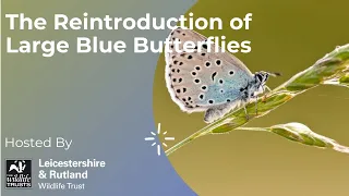 The Reintroduction of Large Blue Butterflies with LRWT Head of Conservation John Clarkson