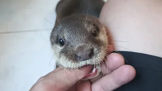 Binotters Like Sucking Fingers Father & Coin Kitten' Stail So Cute